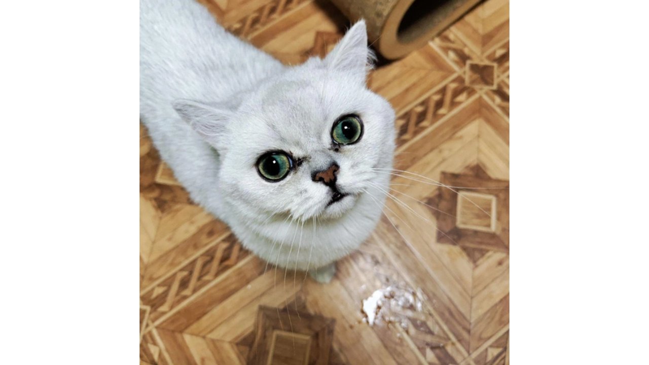 Редкого кота-красавца выбросили в подъезд в Перми Редкого кота-красавца выбросили в подъезд в Перми
