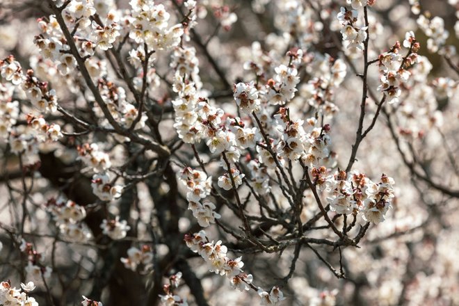 Prunus mume