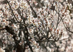 Prunus mume