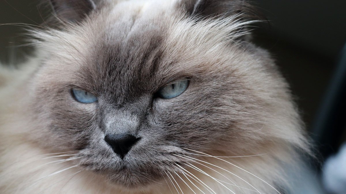 Невская маскарадная - описание породы кошек: характер, особенности  поведения, размер, отзывы и фото - Питомцы Mail.ru