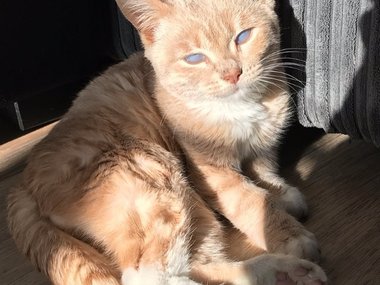Pets.mail.ru Pets.mail.ru