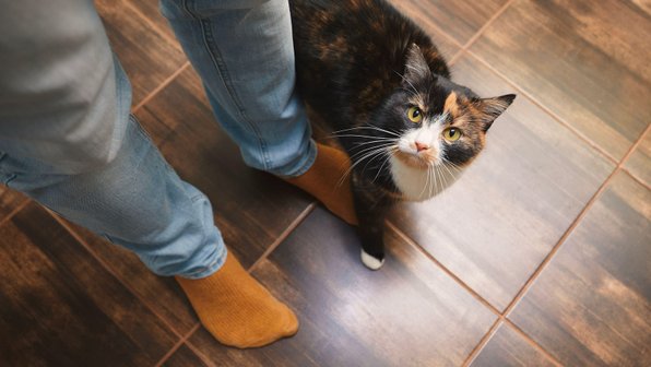 10 вещей, почему кошки считают нас странными