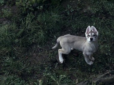 В съемках первого сезона приняли участие настоящие собаки породы северная инуитская. Источник: кадр из сериала «Игра Престолов» HBO.