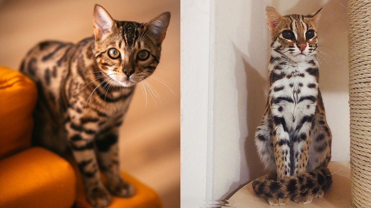 Бенгальская кошка (слева) и азиатский леопардовый кот (справа)