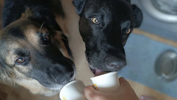 Ветеринар рассказал, можно ли давать питомцам мороженое