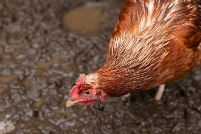 На Камчатке из-за птичьего гриппа сожгли 240 тысяч кур-несушек На Камчатке из-за птичьего гриппа сожгли 240 тысяч кур-несушек
