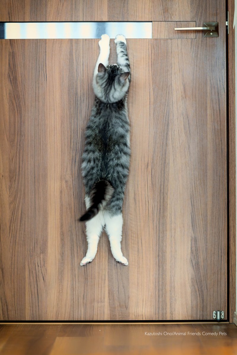 Modi cat comedy deals