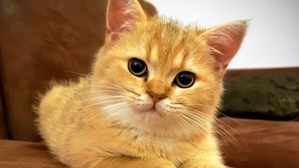 Пропавшая кошка вышла на голос своей маленькой хозяйки (видео)