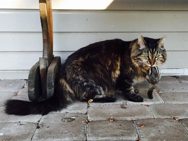Slide image for gallery: 6161 | 26-летний кот с успехом охотится на мелкую живность во дворе