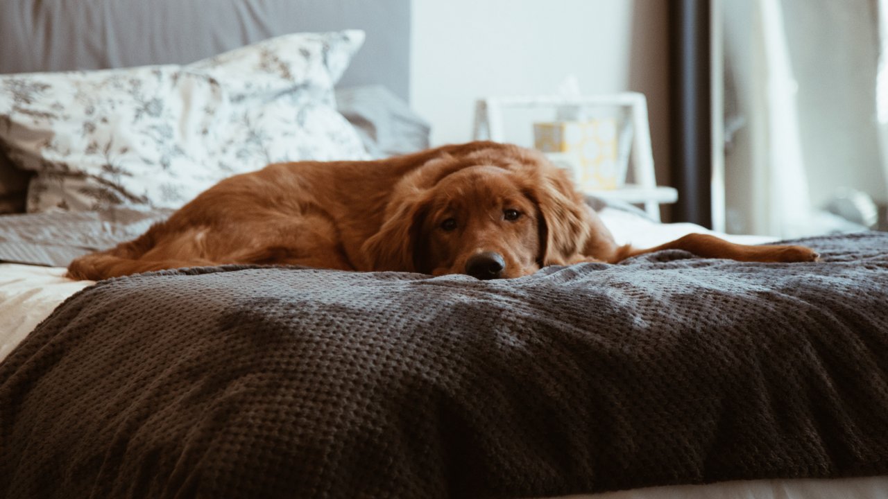 Собака дергается во сне: когда стоит волноваться?