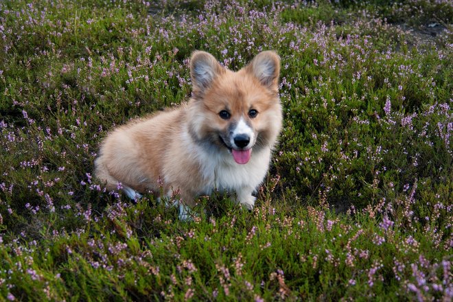 welsh-corgi-1616763_1920.jpg