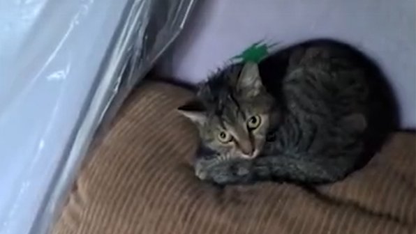 В Красноярске из запертой квартиры спасли больше десятка кошек