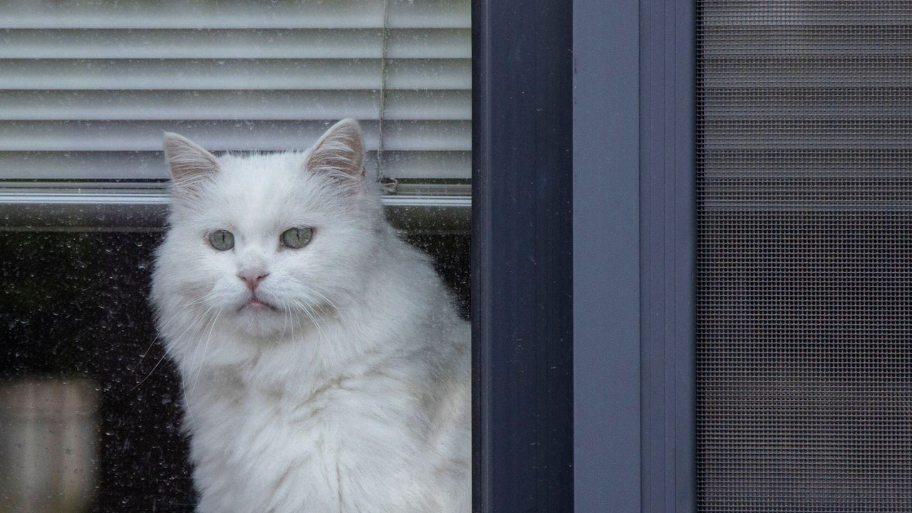 Защита на окно для кошек