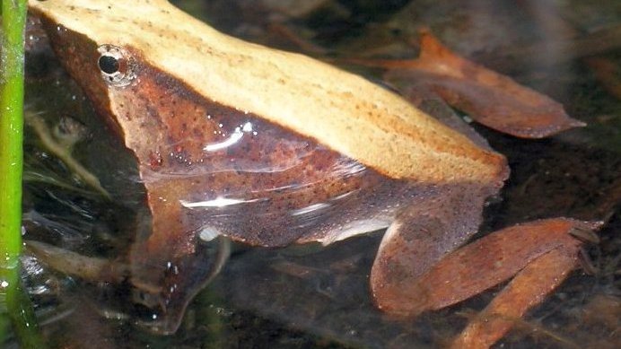 Лягушка Дарвина выглянула из воды, чтобы набрать воздух