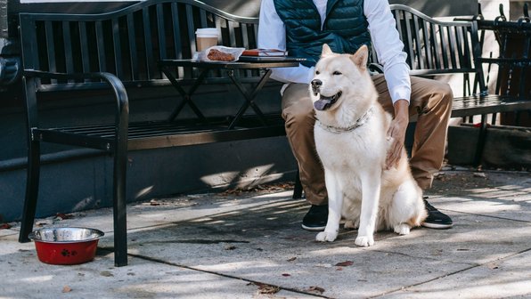 И с собачкой, и с кошечкой: зачем нужна pet-friendly среда