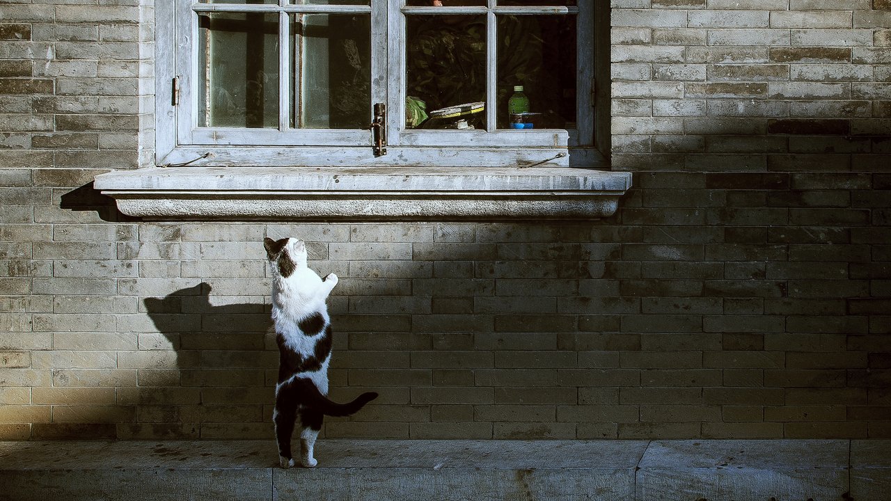 Кошка за окном