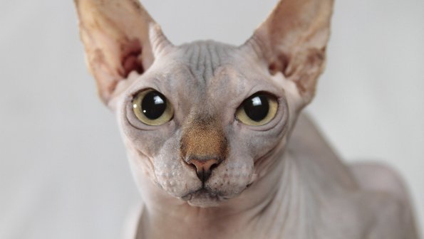 Пучеглазики: топ-10 кошек с самыми большими глазами