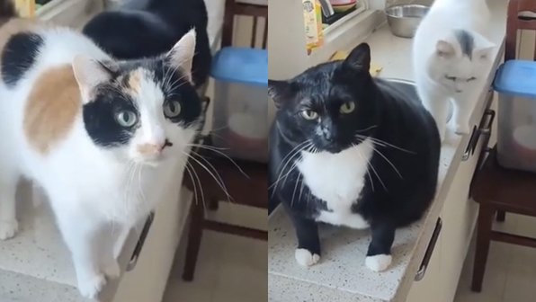 Голодный кот столкнул сестру со стола, чтобы первым получить еду