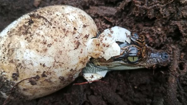 Вид крокодилов, что был на грани исчезновения, возрождается в Камбодже