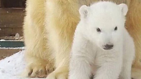В шотландском заповеднике впервые вывели на прогулку белого медвежонка