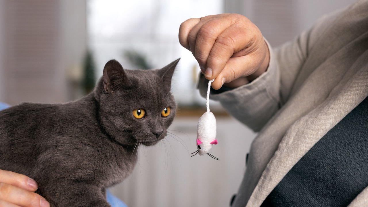 5 способов обидеть кошку | Инструкция по «неприменению» - Питомцы Mail.ru