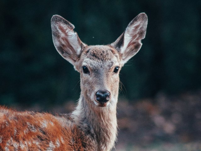 Заяц — зайчиха, кот — кошка, а олень — ..? Продолжи ряд. Тест