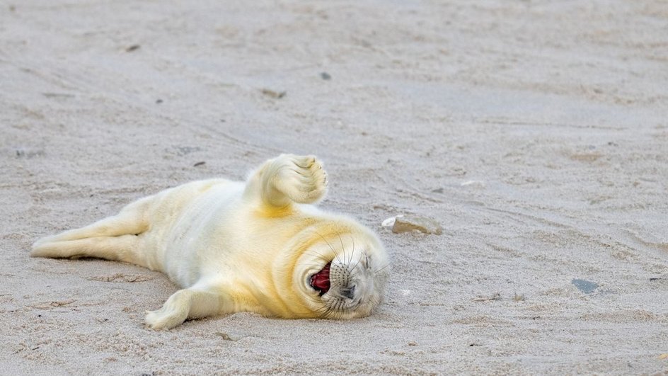 Фотограф Инго Хаманн сфотографировал этого тюленя в Германии