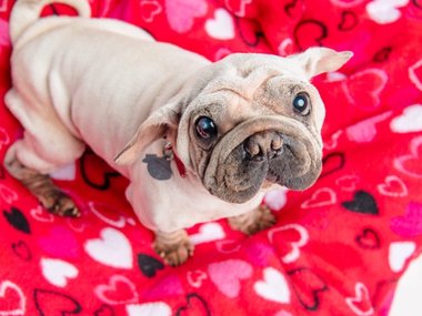 Pets.mail.ru Pets.mail.ru