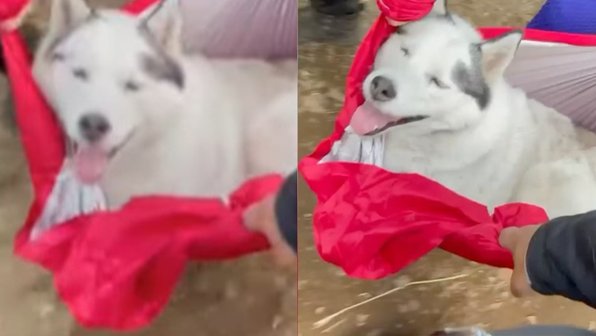 Собака заставила нести себя на руках 15 километров на Камчатке