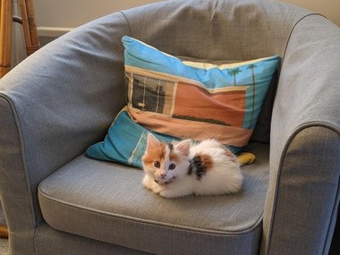 Это такое большое кресло или слишком маленький кот?