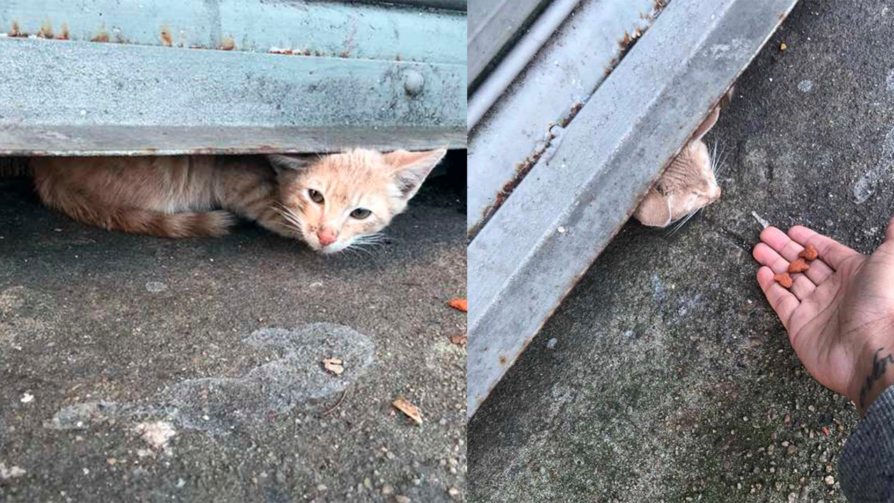 Котенок под скамьей