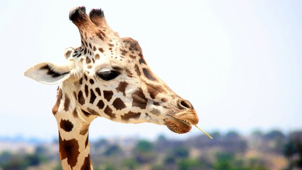 15 фактов о жирафах, которые вам не расскажут в школе