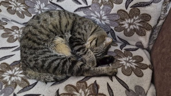 Кота-блогера с миллионными просмотрами продают за 1 млн на Урале