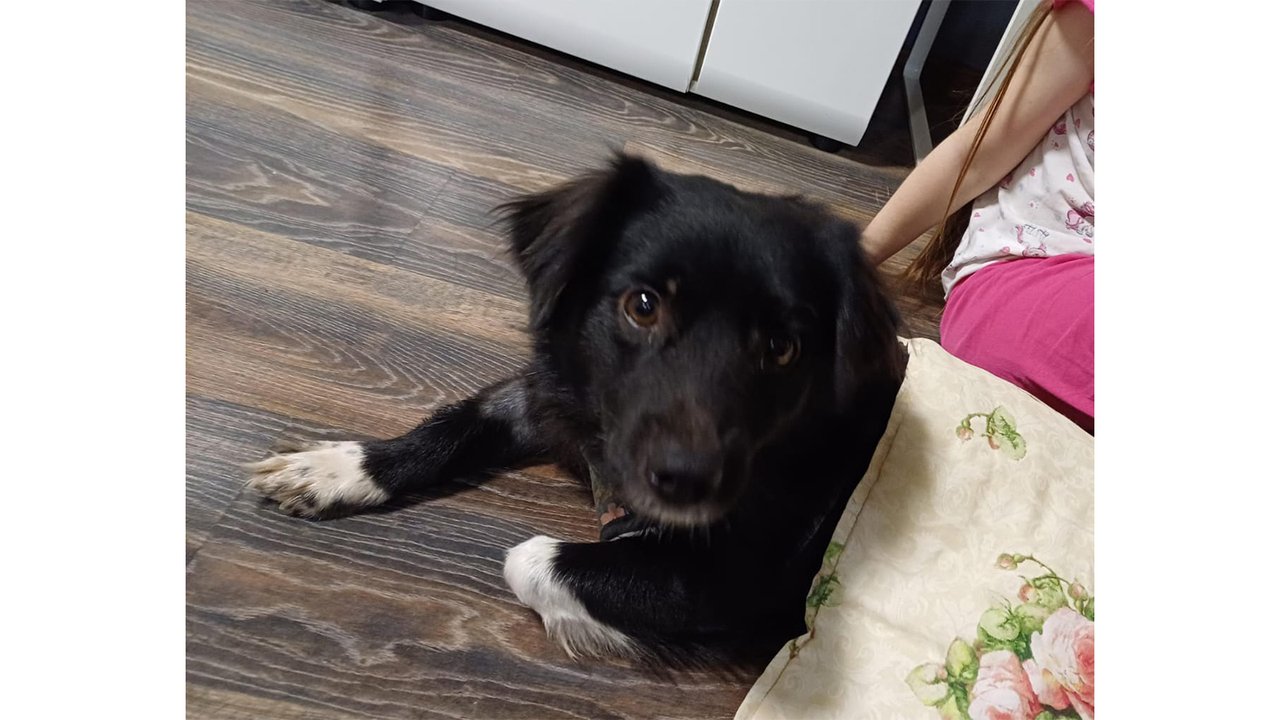 Пес по имени Ежик Пес по имени Ежик