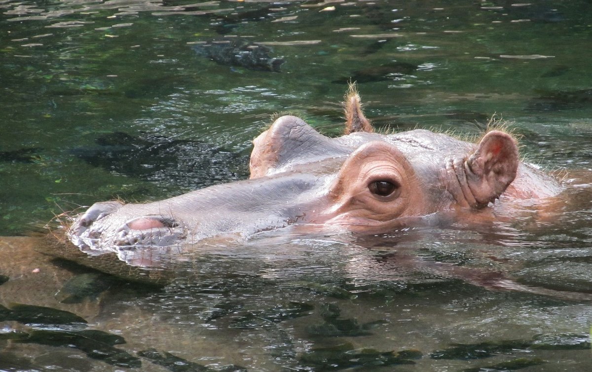 hippopotamus-1987523_1280