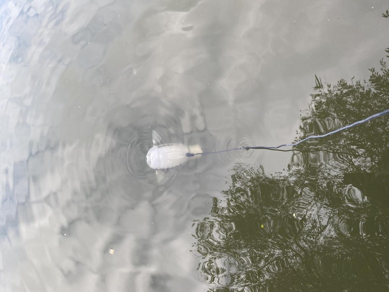 Погружение рыбы в пруд. Пока управлять роботом можно по проводу. Фото: New Atlas