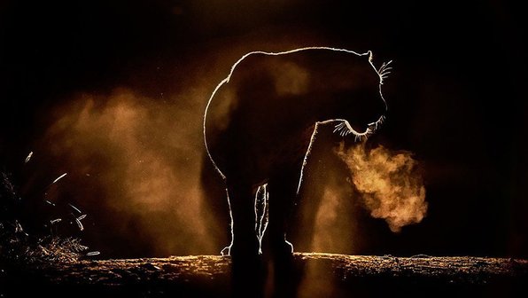 «От заката до рассвета». Животные Африки на силуэтных фотографиях