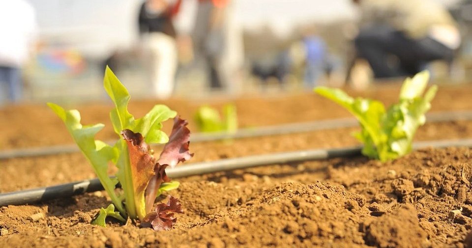 7 эффективных способов увеличить урожай на вашем участке