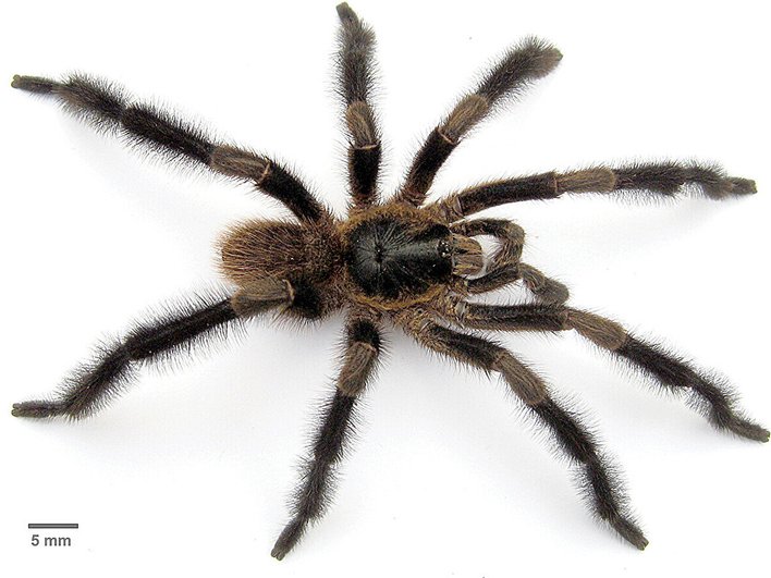 Внешний вид самца Trichopelma grande.