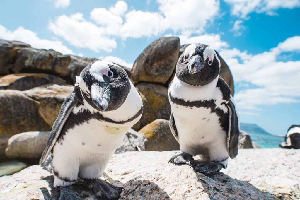 Two_penguins_looking_into_camera_boulders_craig_howes-1024x683