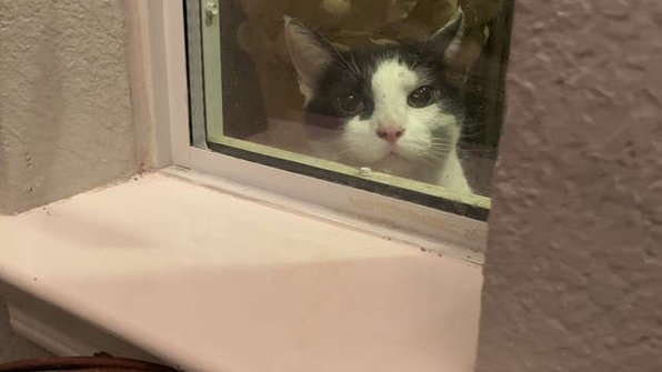 Кот пришел к семье, чтобы отыскать своего хозяина