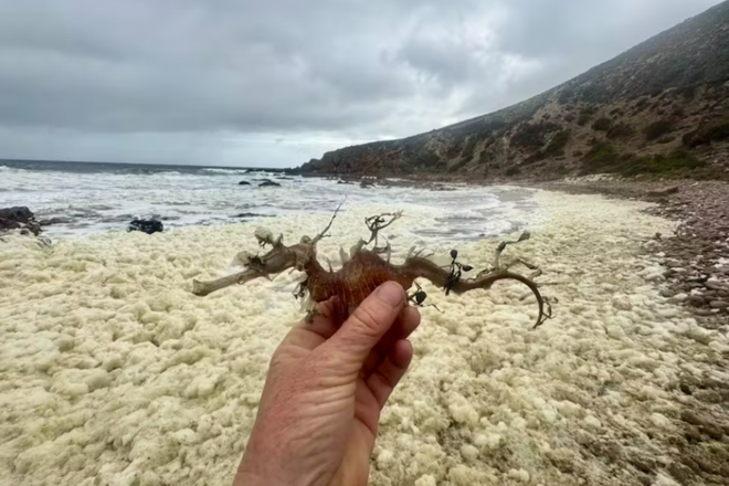 Морской символ Южной Австралии — морской дракон с листьями, выброшенный на берег залива Стокс на острове Кенгуру Морской символ Южной Австралии — морской дракон с листьями, выброшенный на берег залива Стокс на острове Кенгуру