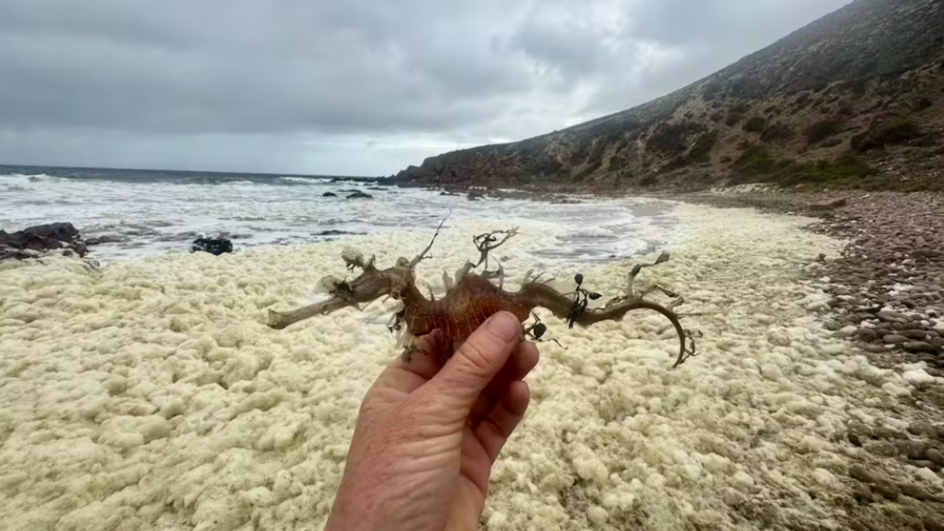 Морской символ Южной Австралии — морской дракон с листьями, выброшенный на берег залива Стокс на острове Кенгуру Морской символ Южной Австралии — морской дракон с листьями, выброшенный на берег залива Стокс на острове Кенгуру