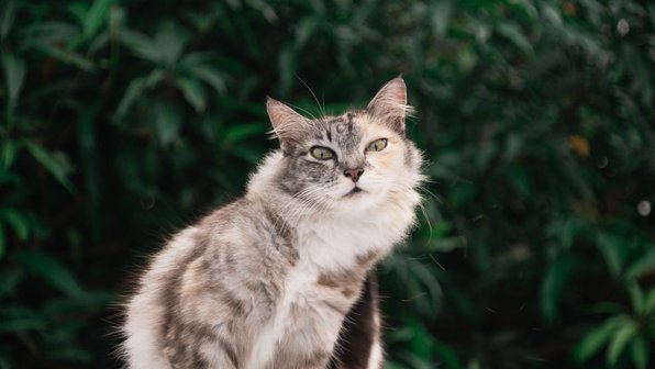Самые популярные вопросы ветеринарам о кошках