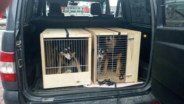 На вокзале Новосибирска без хозяйки остались 5 собак в клетках
