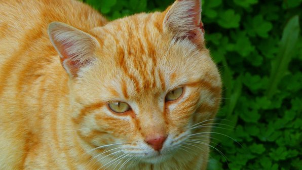 В Питере спасли кота, которого предала хозяйка