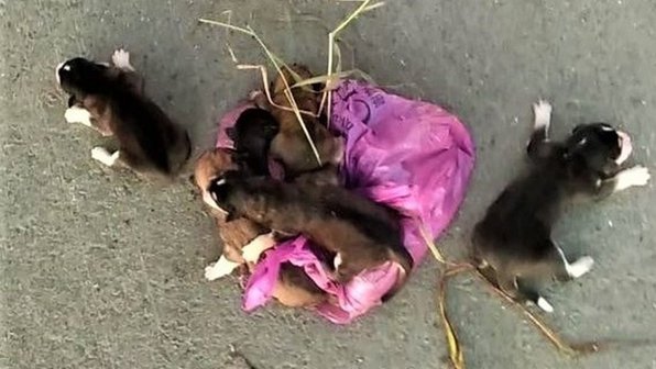 Под Тюменью рабочие спасли щенков от гибели в кузове мусоровоза