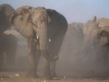 Кадр из В защиту слонов