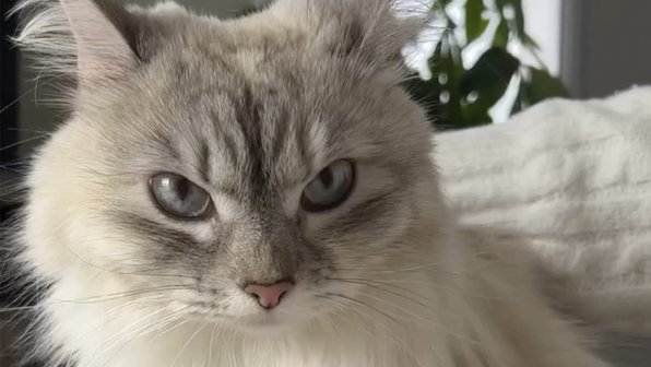Хозяева научились понимать каждое «мяу» своей кошки