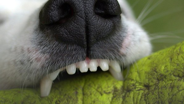 «Покажи зубки!»: какие проблемы с зубами могут возникнуть у собаки